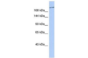 WB Suggested Anti-CACNA1G Antibody Titration:  0. (CACNA1G antibody  (C-Term))