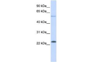 Western Blotting (WB) image for anti-GTPase Kras (KRAS) antibody (ABIN2459898) (K-RAS antibody)