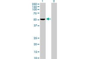 Western Blot analysis of PSMD5 expression in transfected 293T cell line by PSMD5 MaxPab polyclonal antibody. (PSMD5 antibody  (AA 1-504))