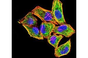 Immunofluorescence analysis of Hela cells using FGF2 mouse mAb (green). (FGF2 antibody  (AA 143-288))