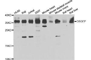 Western blot analysis of extracts of various cell lines, using OSGEP antibody (ABIN5975559) at 1/1000 dilution. (OSGEP antibody)