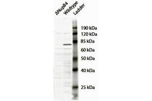 Western Blotting (WB) image for anti-Nucleoporin 107kDa (NUP107) (N-Term) antibody (ABIN2464461) (NUP107 antibody  (N-Term))
