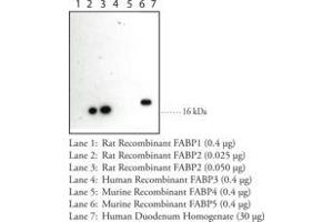 Image no. 1 for anti-Fatty Acid Binding Protein 2, Intestinal (FABP2) antibody (ABIN1101450)