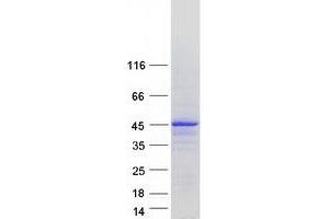 Validation with Western Blot (MTFR1 Protein (Transcript Variant 2) (Myc-DYKDDDDK Tag))