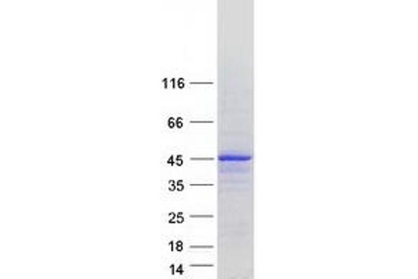 MTFR1 Protein (Transcript Variant 2) (Myc-DYKDDDDK Tag)