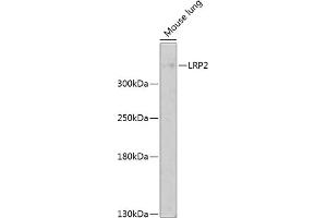 Western blot analysis of extracts of mouse lung, using LRP2 antibody (ABIN1680712, ABIN3017881, ABIN3017882 and ABIN6220293) at 1:1000 dilution. (LRP2 antibody  (AA 4446-4655))