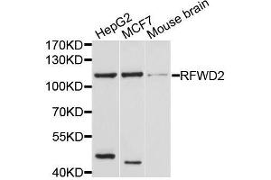 Western blot analysis of extracts of various cell lines, using RFWD2 antibody. (RFWD2 antibody  (AA 582-731))