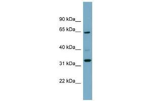ZNF791 antibody used at 0. (ZNF791 antibody  (N-Term))