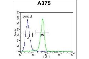 BGN Antibody (Center) (ABIN390701 and ABIN2840987) flow cytometric analysis of  cells (right histogram) compared to a negative control cell (left histogram). (Biglycan antibody  (AA 148-176))