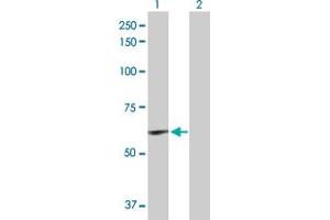 Western Blot analysis of ELN expression in transfected 293T cell line by ELN MaxPab polyclonal antibody.