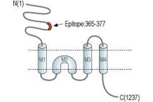 anti-Glutamate Receptor, Ionotropic, N-Methyl D-Aspartate 2c (GRIN2C) (AA 365-377), (Extracellular), (N-Term) antibody