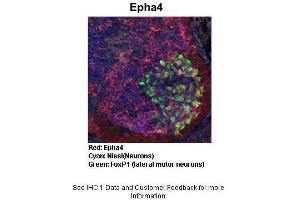 Sample Type : Embryonic mouse spinal cord Primary Antibody Dilution : 1:1000 Secondary Antibody : Anti-rabbit-Cy3 Secondary Antibody Dilution : 1:1000 Color/Signal Descriptions : Red: Epha4 Cyan: Nissl(Neurons) Green: FoxP1 (lateral motor neurons) Gene Name : Epha4 Submitted by : Joshua R. (EPH Receptor A4 antibody  (C-Term))