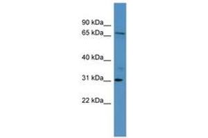 Image no. 1 for anti-Ral Guanine Nucleotide Dissociation Stimulator-Like 3 (RGL3) (AA 338-387) antibody (ABIN6746440) (RGL3 antibody  (AA 338-387))