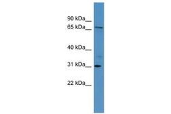 RGL3 antibody  (AA 338-387)