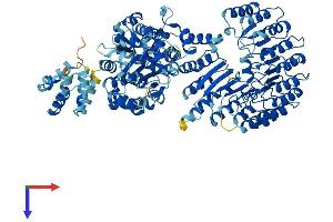 NLR Family, Pyrin Domain Containing 9 (NLRP9) (AA 1-991) protein (His tag)