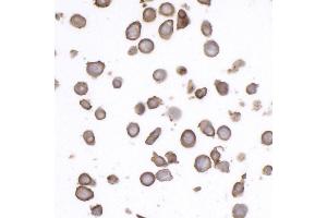 Immunocytochemistry (ICC) image for anti-CD45RO (CD45RO) antibody (ABIN7449553) (CD45RO antibody)
