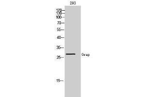 Western Blotting (WB) image for anti-GRB2-Related Adaptor Protein (GRAP) (N-Term) antibody (ABIN3184928)