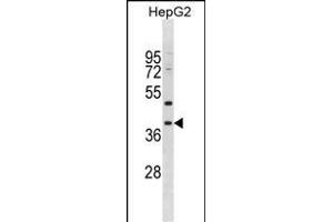 MPPED1 antibody  (AA 140-168)