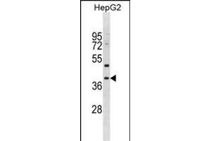 PED1 Antibody (Center) (ABIN1881551 and ABIN2838681) western blot analysis in HepG2 cell line lysates (35 μg/lane). (MPPED1 antibody  (AA 140-168))