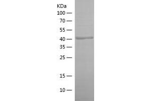 Western Blotting (WB) image for cAMP Responsive Element Binding Protein 1 (CREB1) (AA 1-341) protein (His tag) (ABIN7282011) (CREB1 Protein (AA 1-341) (His tag))