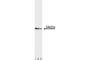 Western Blotting (WB) image for anti-Cyclin A2 (CCNA2) antibody (ABIN967424) (Cyclin A antibody)
