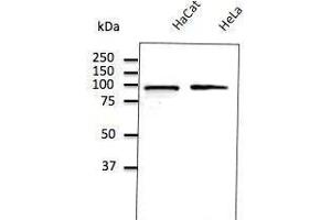 Anti-Calnexin ER membrane marker Ab (ABOC37) at 1/500 dilution, lysates at 50 µg per Iane, Rabbit potyctonal to goat lµg (HRP) at 1/10,000 dilution, (Calnexin antibody  (C-Term))