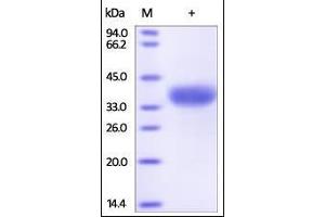 SDS-PAGE (SDS) image for Angiopoietin-Like 4 (ANGPTL4) (AA 166-406) protein (His tag) (ABIN2180590)