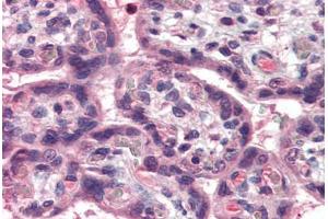 Human Placenta (formalin-fixed, paraffin-embedded) stained with TNFSF15 antibody ABIN337133 at 5 ug/ml followed by biotinylated goat anti-rabbit IgG secondary antibody ABIN481713, alkaline phosphatase-streptavidin and chromogen. (TNFSF15 antibody  (N-Term))