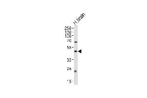 Western blot analysis of lysate from human brain tissue lysate, using ABHD12 Antibody (N-term) (ABIN652851 and ABIN2842551). (ABHD12 antibody  (N-Term))