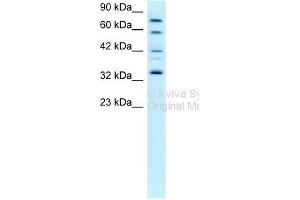 Western Blot showing CDK7 antibody used at a concentration of 0. (CDK7 antibody  (C-Term))