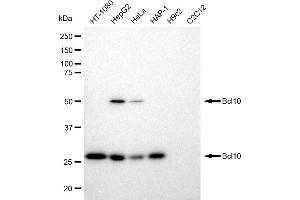 Western blotting analysis using Bcl10 antibody (ABIN7797716). (Recombinant BCL10 antibody)