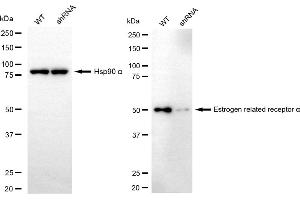 Western blotting analysis using estrogen related receptor alpha antibody (ABIN7798495).