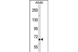 TNFRSF21 Antibody (Center) (ABIN1538355 and ABIN2848926) western blot analysis in A549 cell line lysates (35 μg/lane). (TNFRSF21 antibody  (AA 356-385))