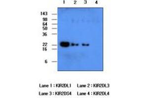 Image no. 1 for anti-Killer Cell Immunoglobulin-Like Receptor, Two Domains, Long Cytoplasmic Tail, 1 (KIR2DL1) (AA 23-223) antibody (ABIN377223)