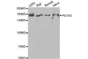 Western blot analysis of extracts of various cell lines, using PLCG2 antibody.