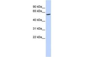 Image no. 1 for anti-Family with Sequence Similarity 134, Member C (FAM134C) (AA 36-85) antibody (ABIN6741244) (FAM134C antibody  (AA 36-85))