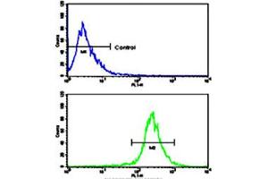 Flow cytometric analysis of WiDr cells using AXL polyclonal antibody (bottom histogram) compared to a negative control cell (top histogram). (AXL antibody  (N-Term))