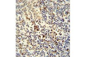 Immunohistochemistry analysis in formalin fixed and paraffin embedded human lymph node reacted with LY6G6C Antibody (C-term) followed which was peroxidase conjugated to the secondary antibody and followed by DAB staining. (LY6G6C antibody  (C-Term))