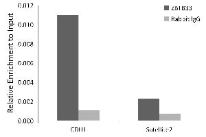 Chromatin immunoprecipitation analysis of extracts of HeLa cells, using Kaiso/ZBTB33 antibody  and rabbit IgG. (ZBTB33 antibody  (AA 523-672))