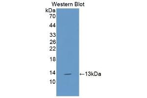 Detection of Recombinant IL13, Canine using Polyclonal Antibody to Interleukin 13 (IL13) (IL-13 antibody  (AA 19-131))
