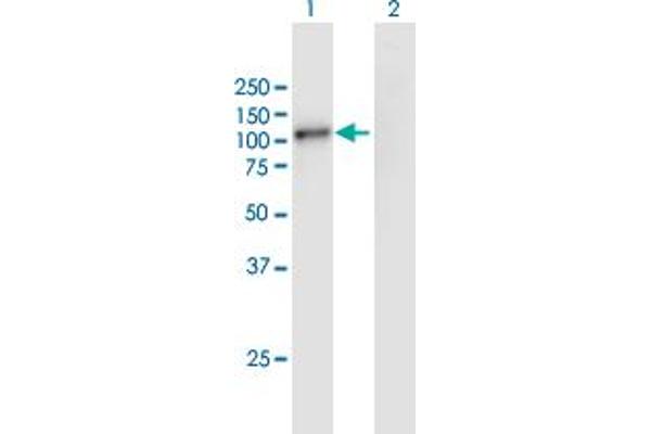 GSG2 antibody  (AA 1-798)