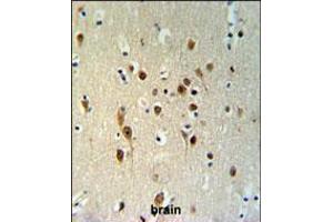 TOX3 Antibody IHC analysis in formalin fixed and paraffin embedded brain tissue followed by peroxidase conjugation of the secondary antibody and DAB staining. (TOX3 antibody  (AA 214-242))