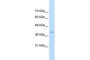 Western Blotting (WB) image for anti-FK506 Binding Protein 6, 36kDa (FKBP6) antibody (ABIN2462654) (FKBP6 antibody)