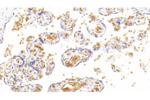 Detection of HBa1 in Human Placenta Tissue using Monoclonal Antibody to Hemoglobin Alpha 1 (HBa1) (HBA1 antibody  (AA 1-142))