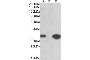 HEK293 lysate (10ug protein in RIPA buffer) overexpressing Human MID1IP1 with C-terminal MYC tag probed with ABIN571228 (1ug/ml) in Lane A and probed with anti-MYC Tag (1/1000) in lane C.