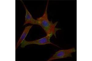 Immunofluorescence analysis of 3T3-L1 cells using FABP2 mouse mAb (green). (FABP2 antibody)