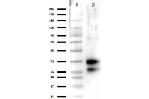 Western Blot results of Rabbit Anti-Deoxyribonuclease 1 Antibody. (DNASE1 antibody)
