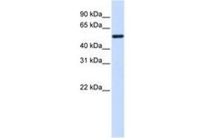 Image no. 1 for anti-Tubulin, alpha 4a (TUBA4A) (C-Term) antibody (ABIN6740657)