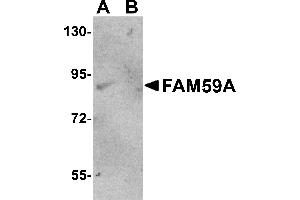 Western Blotting (WB) image for anti-Family with Sequence Similarity 59, Member A (FAM59A) (C-Term) antibody (ABIN1030387) (FAM59A antibody  (C-Term))