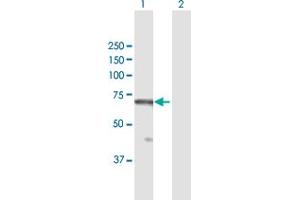 Western Blot analysis of RBBP5 expression in transfected 293T cell line by RBBP5 MaxPab polyclonal antibody.